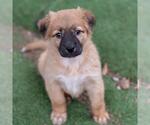 Small #2 Labrador Retriever Mix