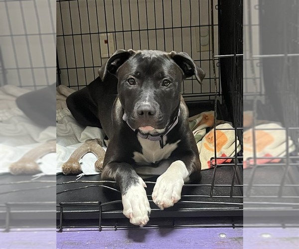 Medium Photo #8 Mutt Puppy For Sale in Gloversville, NY, USA