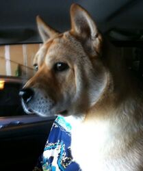 Chinese Shar-Pei-Shiba Inu Mix Dogs for adoption in EVERETT, WA, USA