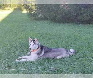 Mother of the Siberian Husky puppies born on 08/07/2021
