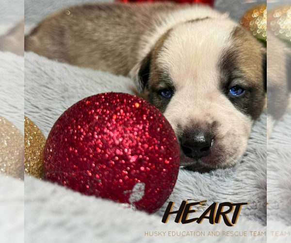 Medium Photo #1 Siberian Husky-Unknown Mix Puppy For Sale in Severn, MD, USA