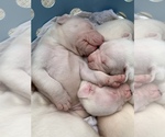 Small Photo #5 Dogo Argentino Puppy For Sale in INKSTER, MI, USA