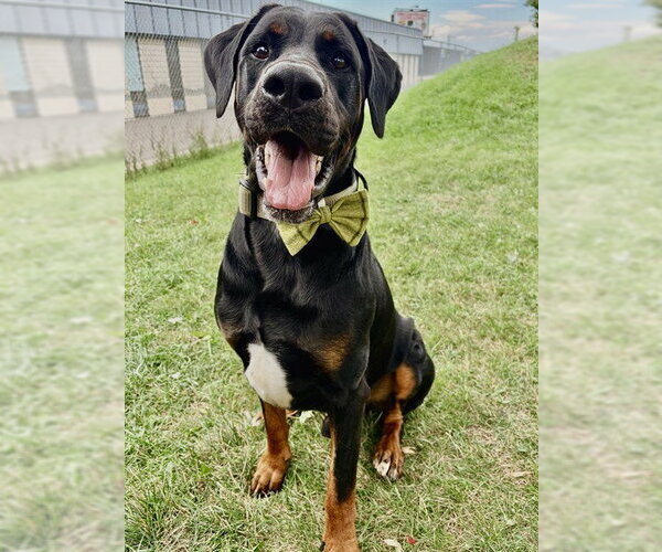 Medium Photo #4 Doberman Pinscher-Mastiff Mix Puppy For Sale in Toronto, Ontario, Canada