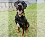Small #3 Doberman Pinscher-Mastiff Mix