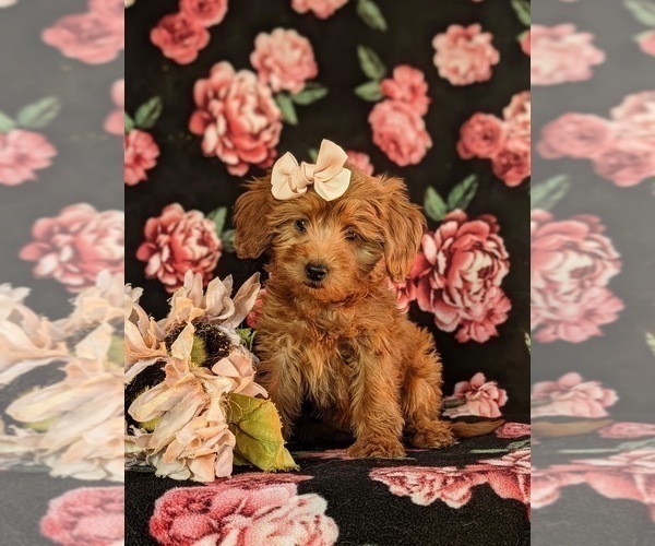 Medium Photo #2 Goldendoodle (Miniature) Puppy For Sale in QUARRYVILLE, PA, USA