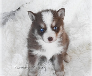 Pomsky Puppy for sale in KANSAS CITY, MO, USA