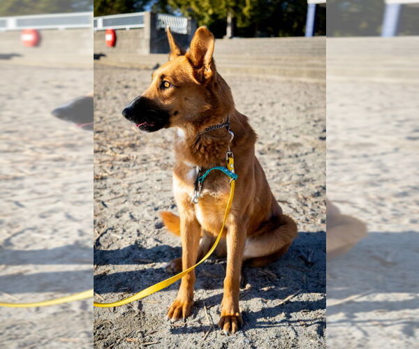 Medium Photo #3 German Shepherd Dog-Unknown Mix Puppy For Sale in Seattle, WA, USA
