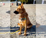 Small #2 German Shepherd Dog Mix