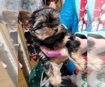 Small #15 Yorkshire Terrier