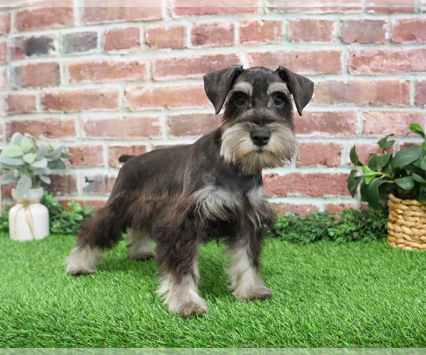 Medium Photo #6 Schnauzer (Miniature) Puppy For Sale in SYRACUSE, IN, USA
