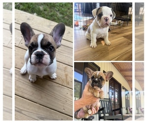 French Bulldog Puppy for sale in PARIS, TN, USA