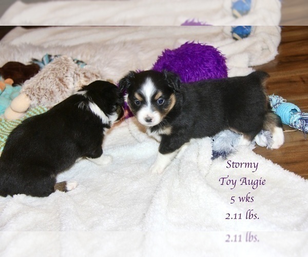 Medium Photo #21 Aussie-Corgi Puppy For Sale in LIND, WA, USA