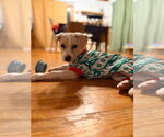 Josie (Mascot litter) - Female Shepradors Dog for Adoption - Small photo