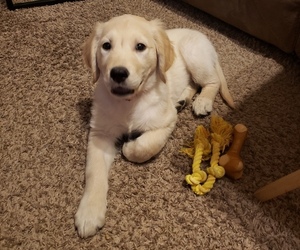 English Cream Golden Retriever Puppy for sale in LAS VEGAS, NV, USA
