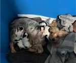 Small Photo #1 Yorkshire Terrier Puppy For Sale in GASTON, OR, USA