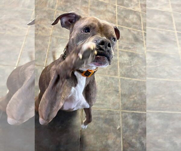 Medium Photo #19 Boxer-Unknown Mix Puppy For Sale in Germantown, OH, USA