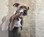 Small #18 Boxer Mix