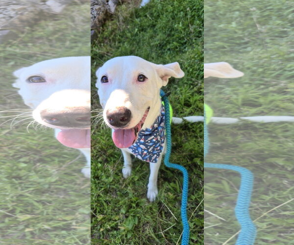 Medium Photo #5 Carolina Dog-Unknown Mix Puppy For Sale in Rockaway, NJ, USA