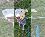 Small #4 Carolina Dog Mix