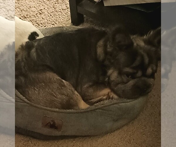 Medium Photo #1 French Bulldog Puppy For Sale in DENVER, CO, USA