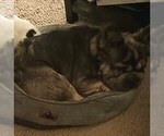 Small Photo #1 French Bulldog Puppy For Sale in DENVER, CO, USA