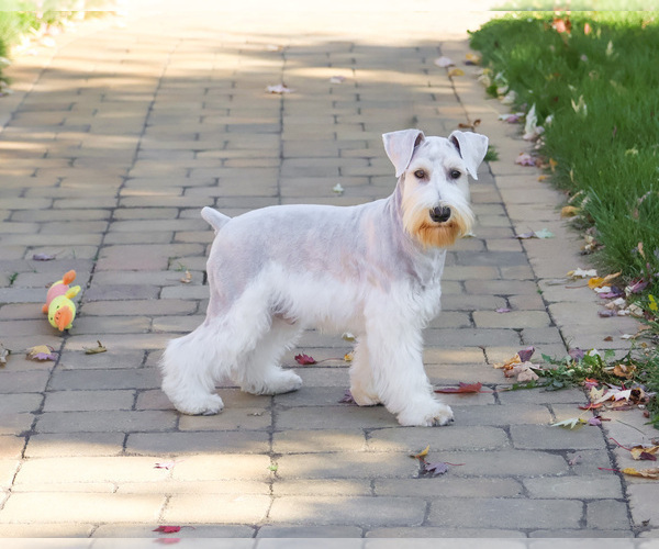 Medium Photo #11 Schnauzer (Miniature) Puppy For Sale in SYRACUSE, IN, USA