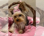 Small Yorkshire Terrier