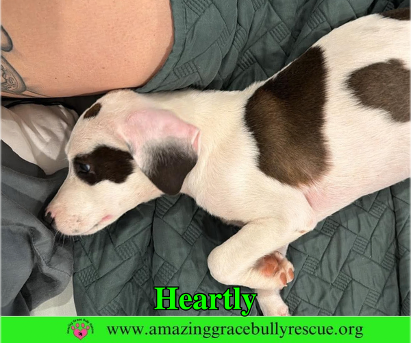 Medium Photo #3 American Bulldog-Unknown Mix Puppy For Sale in Milton, FL, USA