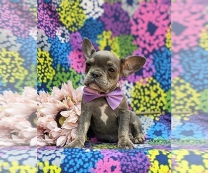 French Bulldog Puppy for sale in QUARRYVILLE, PA, USA