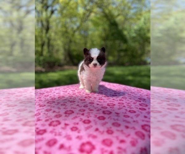 Medium Photo #65 Pomsky Puppy For Sale in DRACUT, MA, USA