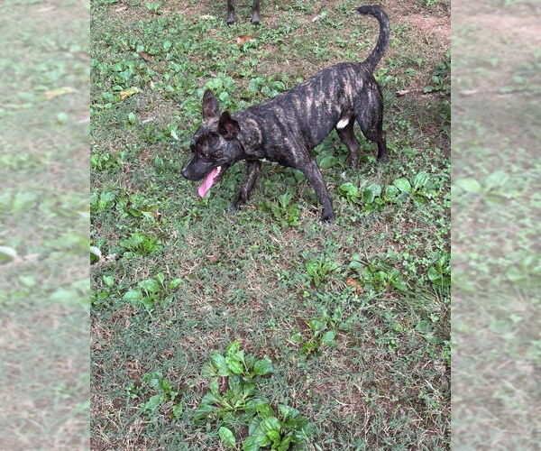 Medium Photo #4 American Boston Bull Terrier Puppy For Sale in Ball Ground, GA, USA