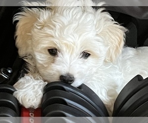 Poochon Puppy for Sale in MELROSE, Florida USA