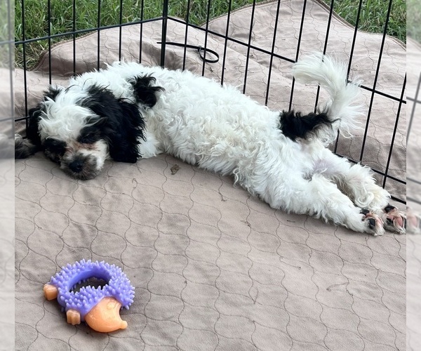 Medium Photo #6 Shih Tzu Puppy For Sale in GLOUCESTER, VA, USA