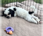 Oreo - Male Shih Tzu Puppy for Sale - Photo #6