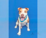 Small #3 American Bulldog