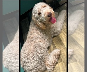 Goldendoodle Puppy for sale in NAPLES, FL, USA