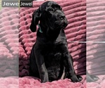 Small #8 Cane Corso
