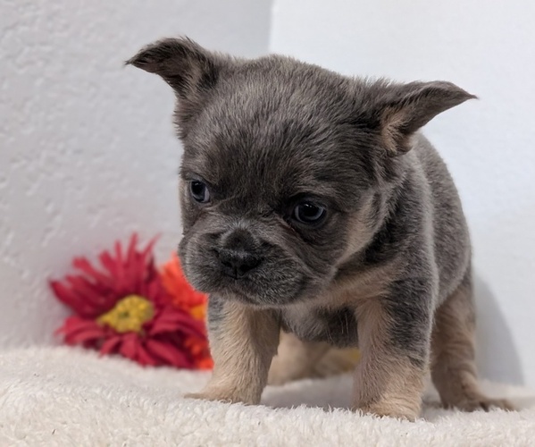 Medium Photo #69 French Bulldog Puppy For Sale in GOSHEN, IN, USA
