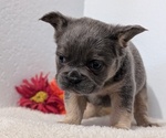 Small Photo #69 French Bulldog Puppy For Sale in GOSHEN, IN, USA