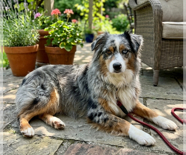 Medium Photo #1 Australian Shepherd-Unknown Mix Puppy For Sale in Genesee, WI, USA