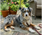 Small Australian Shepherd Mix