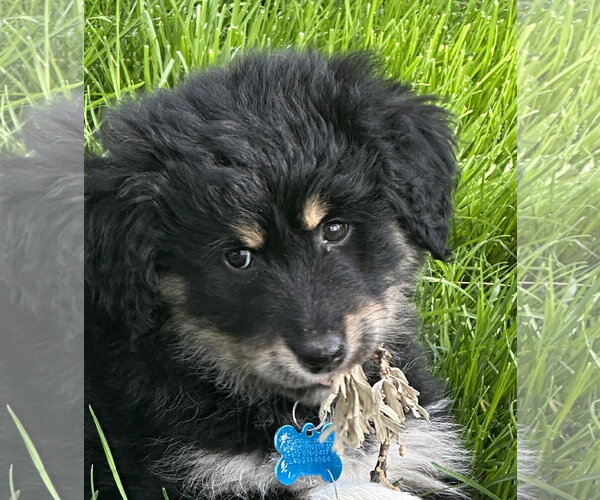 Medium Photo #2 Mutt Puppy For Sale in Plainfield, IL, USA