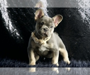French Bulldog Puppy for sale in WARSAW, IN, USA