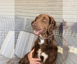 Small Photo #2 Bernese Mountain Dog Puppy For Sale in Sioux Falls, SD, USA