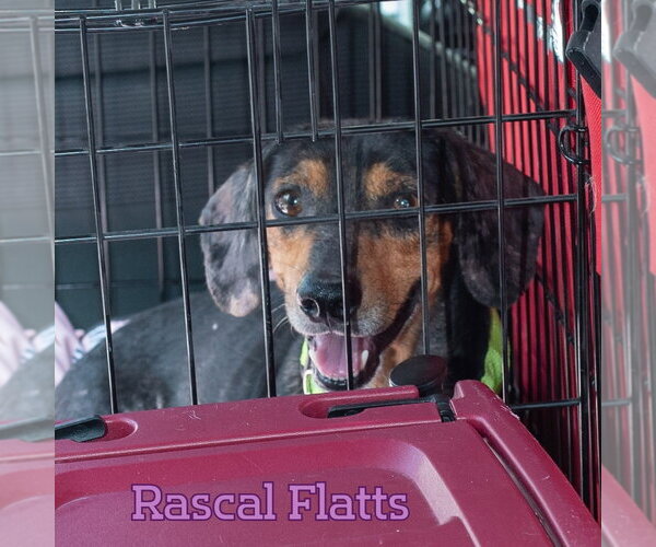 Medium Photo #8 Dachshund Puppy For Sale in San Antonio, TX, USA