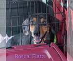 Small #7 Dachshund