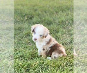 Miniature American Shepherd Puppy for sale in INDIANOLA, IA, USA