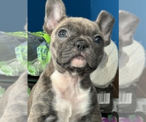 French Bulldog Puppy for sale in CHESTER TWP, PA, USA