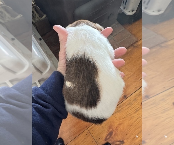 Medium Photo #2 Jack Russell Terrier Puppy For Sale in MIDDLEBORO, MA, USA