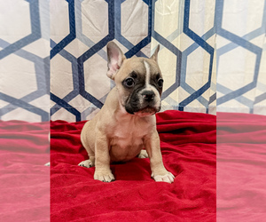 Faux Frenchbo Bulldog Puppy for sale in KEY LARGO, FL, USA